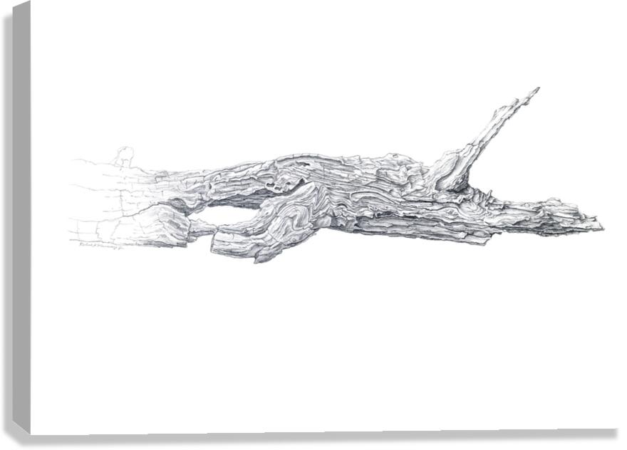 2421520 :: Giclée Stretched Canvas Print